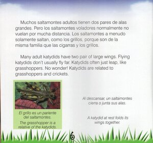Katydids / Saltamontes (Insects Discovery Library) (Paperback)