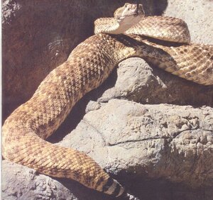 Rattlesnakes (Amazing Snakes Discovery Library) A