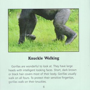 Gorillas (Amazing Apes)