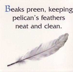 Peck Peck Peck / Birds Have Beaks (Rourke Board Book)