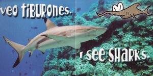 What Do You See in the Sea / Que veo en el mar (Rourke Board Book Bilingual)
