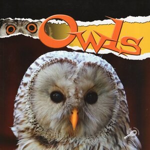 Owls ( Raptors )