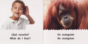 I Hear Jungle Animals / Escucho Animales de la Jungla (Rourke Board Books Bilingual)