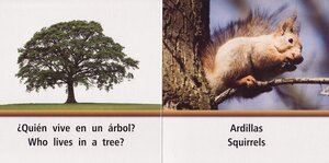 Who Lives In A Tree / Quien Vive en un Arbol (Rourke Board Books Bilingual)