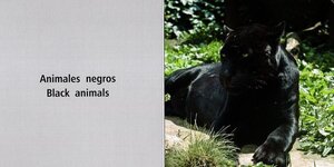 Black White and More / Negro Blanco y Mas (Rourke Board Book Bilingual)