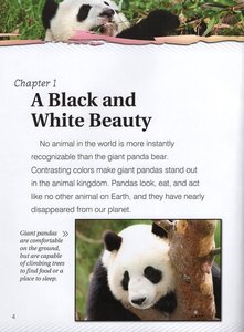 Giant Pandas (Eye to Eye With Endangered Species)