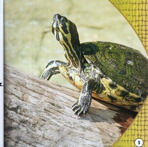 Tortugas (Turtles) (Lectores Preparados: Reptiles!)