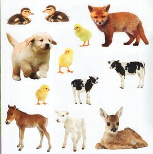 Animal Babies (My First Sticker Book)