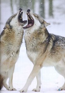 Gray Wolves (Wild Animal Kingdom)