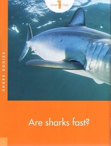 Sharks (Curious about Wild Animals)
