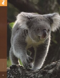 Koalas ( Amazing Animals )