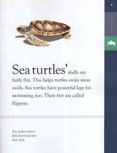Sea Turtles (Amazing Animals)