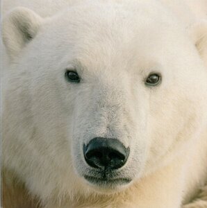 Polar Pals (Animal Lovers) (Board Book)