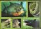 Extreme Rainforest: Amazing Encounters with Incredible Animals (Kingdom) (Paperback) (Scholastic)