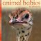 Animal Babies in Deserts ( Animal Babies ) (Board Book)