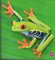 Es Una Rana Arbórea de Ojos Rojos! (It's a Red Eyed Tree Frog!) (Bumba Books en Español: Animales de la Selva Tropical (Rain Forest Animals))
