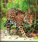 Es Un Jaguar! (It's a Jaguar!) (Bumba Books en Español: Animales de la Selva Tropical (Rain Forest Animals))