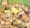 Copperheads (Amazing Snakes Discovery Library)