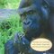 Gorillas (Amazing Apes)