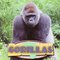 Gorillas ( Amazing Apes )