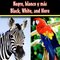 Black White and More / Negro Blanco y Mas ( Rourke Board Book Bilingual )