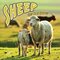 Sheep on the Farm ( Farm Animals )