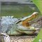 Cocodrilos (Crocodiles) (Lectores Preparados: Reptiles!)