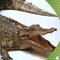 Cocodrilos (Crocodiles) (Lectores Preparados: Reptiles!)