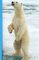 Polar Bears (Wild Bears)