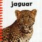 Jungle Animals (Chunky Board Book)