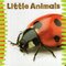 Little Animals (Chunky Board Book)